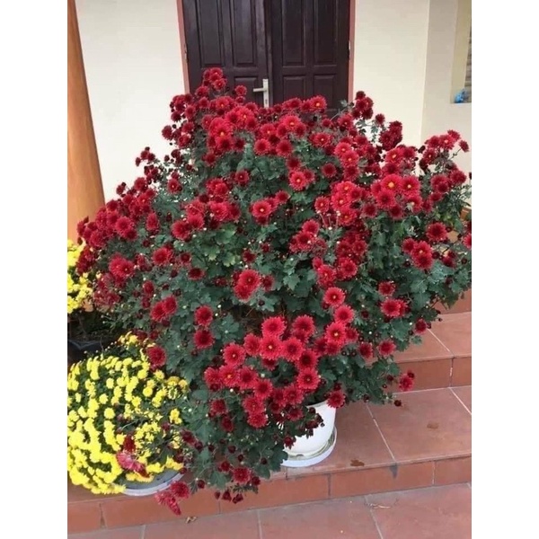 1 bao phân bón Hữu cơ Organic nhập khẩu nguyên bao từ Nhật Bản dùng bón cây hoa cây cảnh các loại