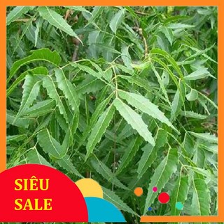 1kg lá sầu đâutắm ghẻ ngứa