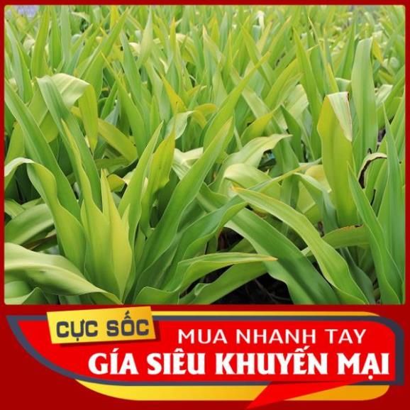 Lá Đại Tướng Quân tươi 1kg