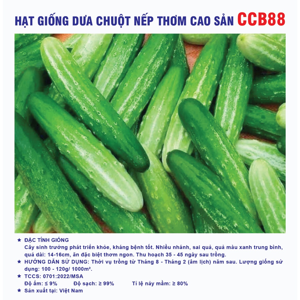 Hạt giống dưa chuột nếp thơm cao sản CCB88