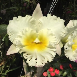 Hoa lan Cattleya Siam White cây giống hoa thơm