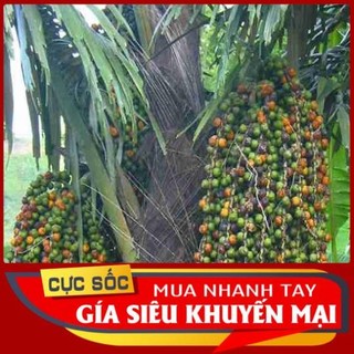 Trái đủng đỉnh tươi 1kg - thảo dược ngọc ánh