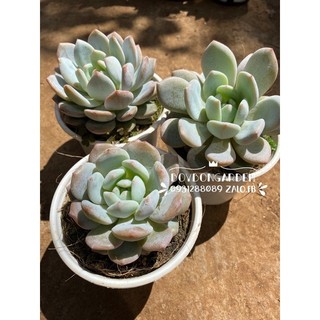 Cây sen đá monroe mon đà lạt_🌱hàng sẵn