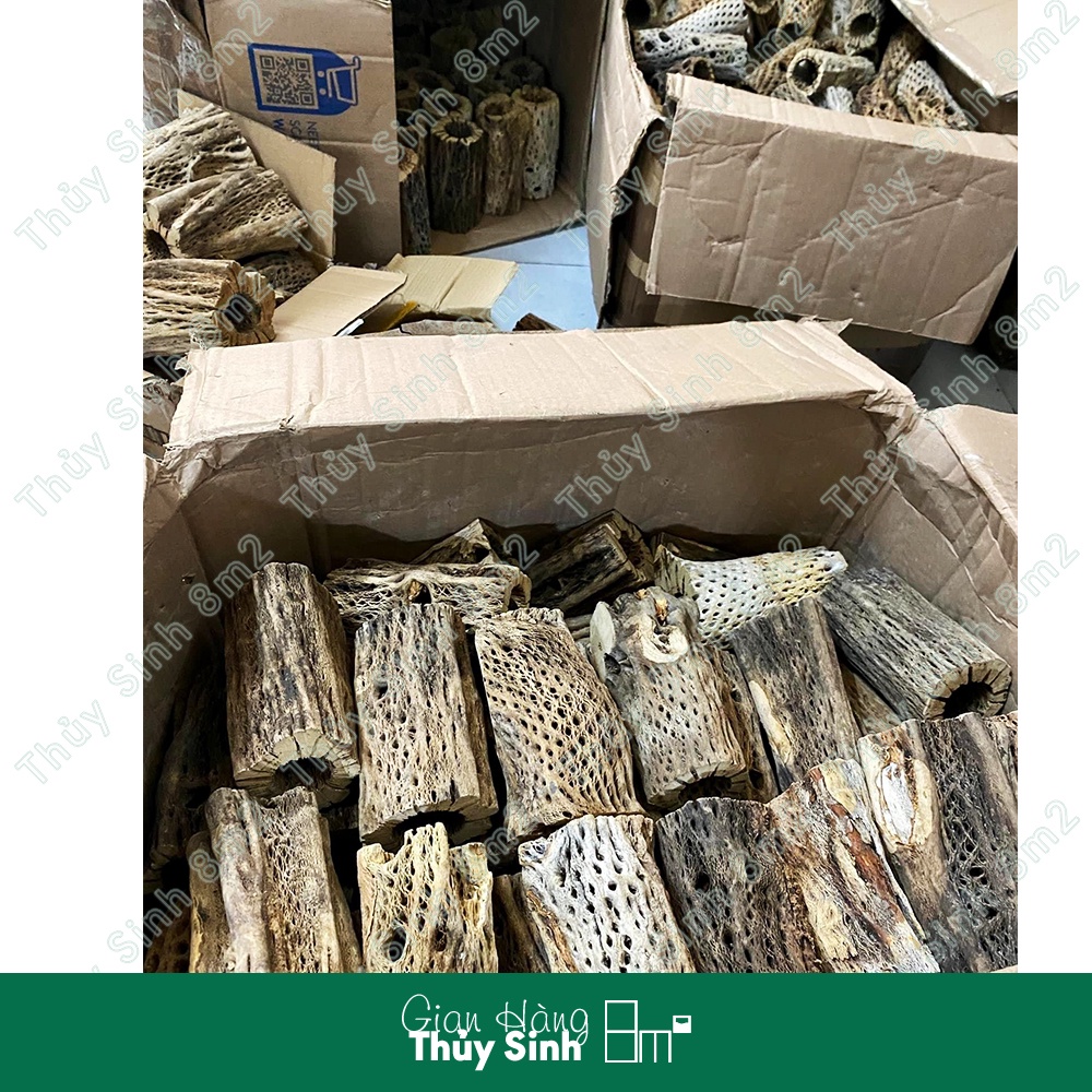 Lũa Teddy Bear Cholla | Đồ Chơi, Trang Trí Hồ Cá Tép Cảnh | 8m2