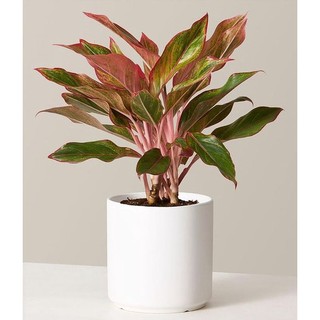 Cây phú quý - phong thủy - để bàn làm việc - 1 cây cao 20-30cm