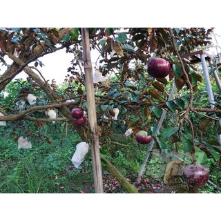 Giống cây vú sữa tím mica vỏ mỏng- cây cao 45-50cm