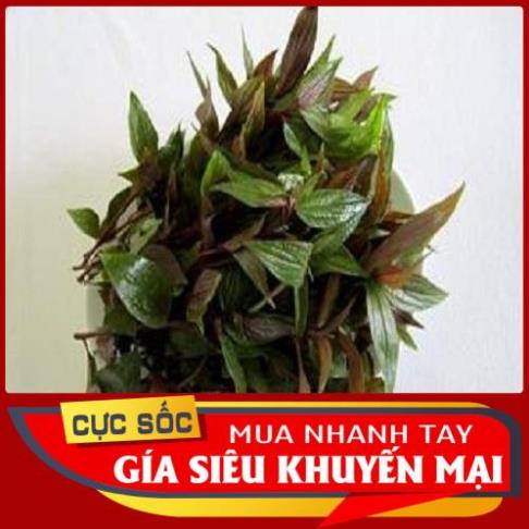 Cây Thuốc Dòi tươi  1kg
