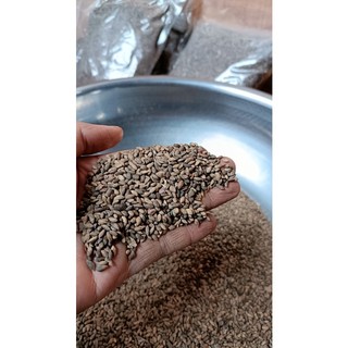 50gram hạt giống cây thông