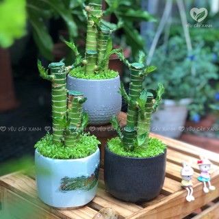 Cây Phát Tài Khúc 3 thân, Trúc Phát Tài 3 thân, Cây Xanh Phong Thủy để bàn (Mẫu chậu ngẫu nhiên)