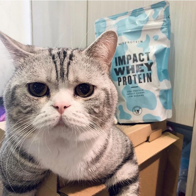 Bột đạm dinh dưỡng thể thao thể hình IMPACT WHEY PROTEIN 2.5KG hỗ trợ tăng cơ từ thương hiệu MYPROTEIN