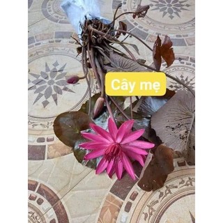 10 cây hoa súng sắp hoa