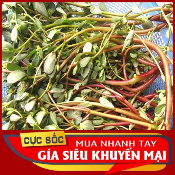 Rau Sam tươi 1kg  - Thảo Dược Ngọc Ánh