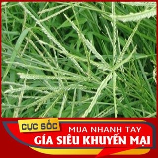 Cỏ Mần Trầu tươi 1kg [Thảo Dược Ngọc Ánh]