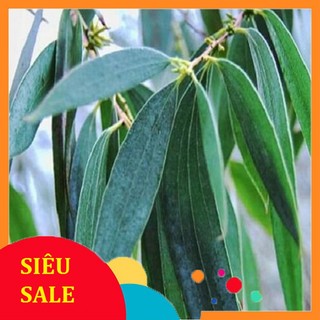 1kg Lá Khuynh Diệp làm dầu khuynh diệp