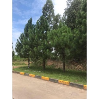 50gram hạt giống cây thông