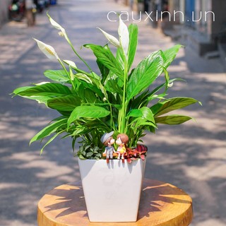 Cây ý lan để bàn