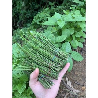 Rau Bồ ngót Nhật