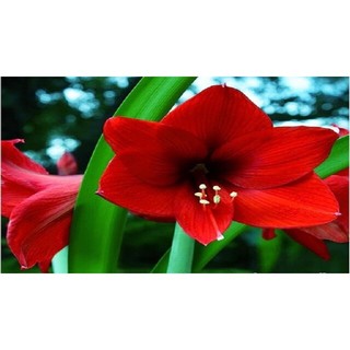 Củ giống hoa huệ tây đỏ-hoa huệ tây