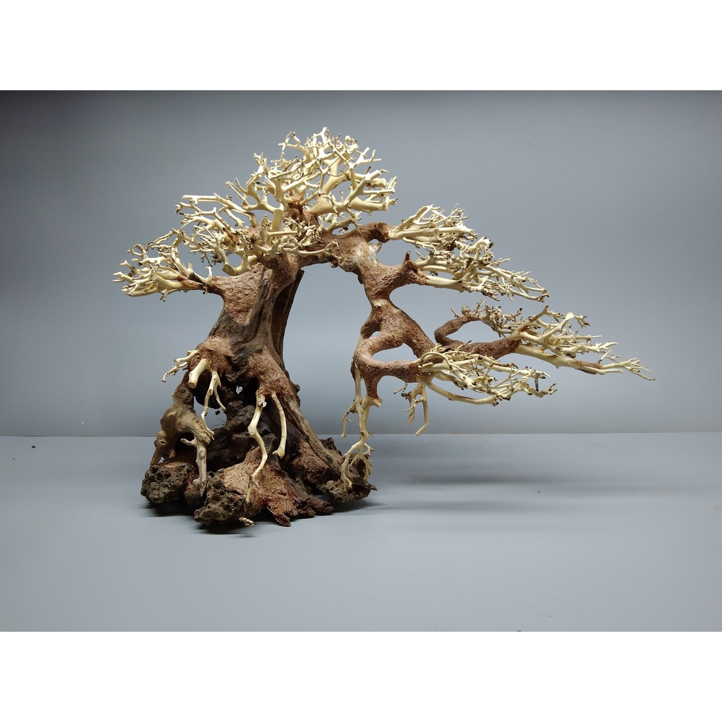 Cây gỗ lũa Bonsai dành cho hồ kích thước nhỏ