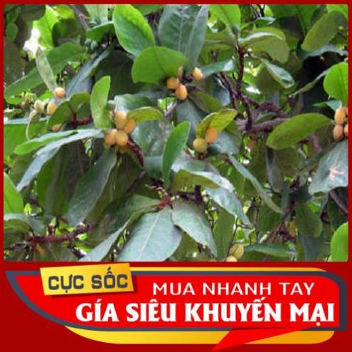 3kg Lá Bàng tươi - Hàng có sẵn síp hoả tốc 1h nhận hàng