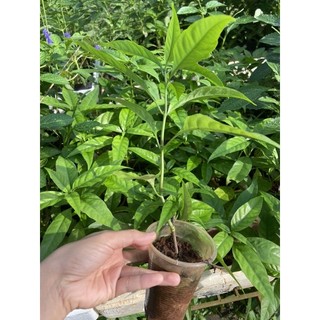 cây giống hoàn ngọc trắng