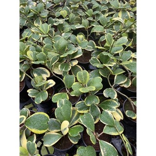 Cẩm cù lá tim var - Hoya carnosa