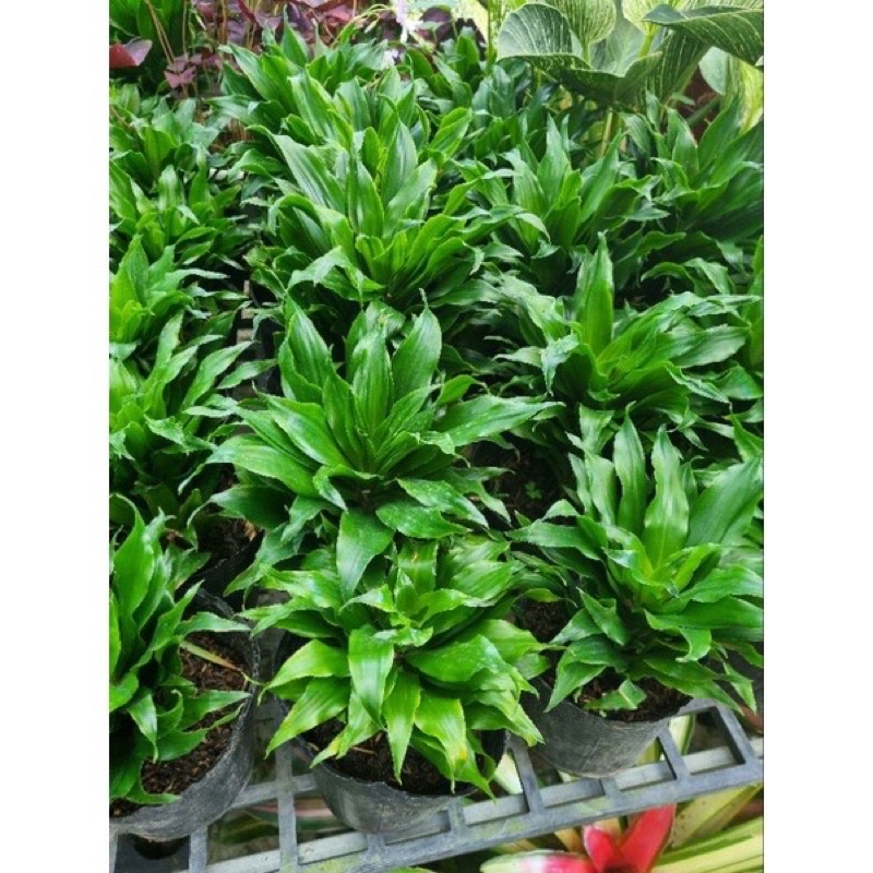 Cây phát tài Nhật
