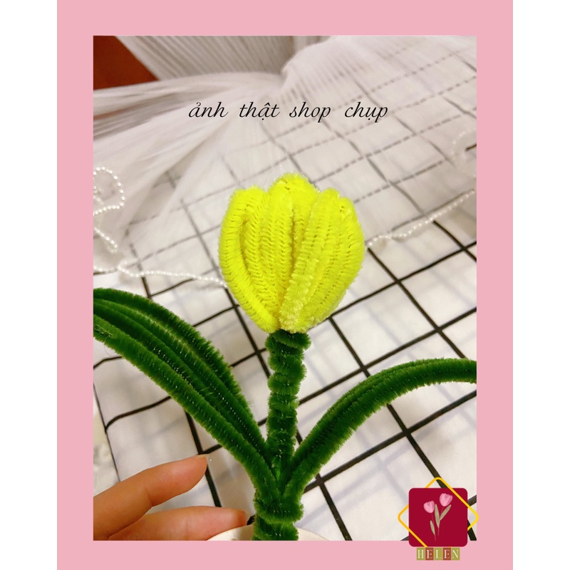 Chậu hoa Tuylip để bàn trang trí, decor, làm quà tặng