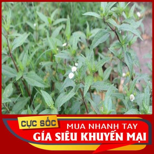 Cây Cỏ Mực  tươi 1kg