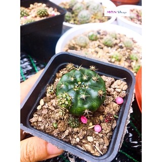 Xương rồng damsi đẹp