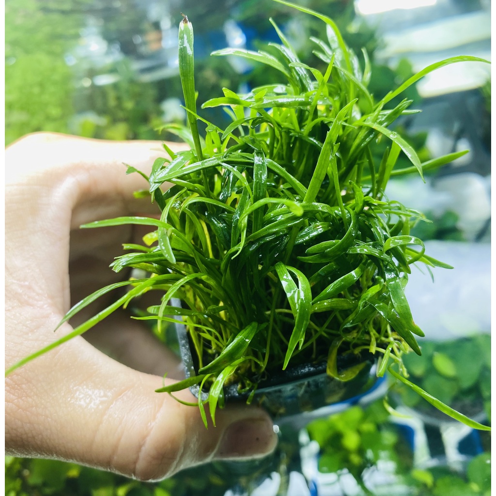 Cây Cỏ Lưỡi Rắn Thủy Sinh
