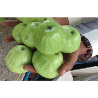 Cây Mận xanh đường hay còn gọi Roi xanh