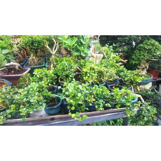 Chậu mềm Bonsai sam núi mini , tiểu cảnh sen đá