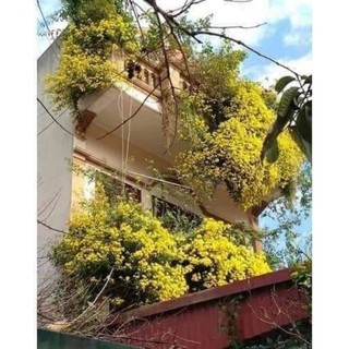 Cúc vàng chi rủ trồng ban công hay Cúc trà