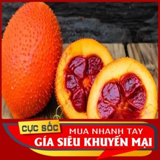 Trái Gấc Tươi 1kg [Thảo Dược Ngọc Ánh]