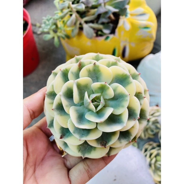 Sen đá đất xanh var