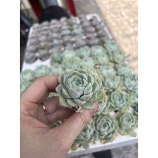 1 cây sen đá sao băng size vĩ - se đá đà lạt giá rẻ