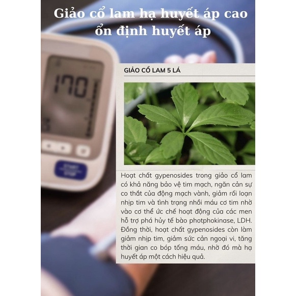 Trà Giảo Cổ Lam Tuê Linh 25 túi lọc_giảm mỡ máu, hỗ trợ điều hoà huyết áp, tim mạch