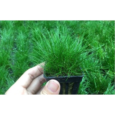 Cây Trải Nền Ngưu Mao Chiên Lùn