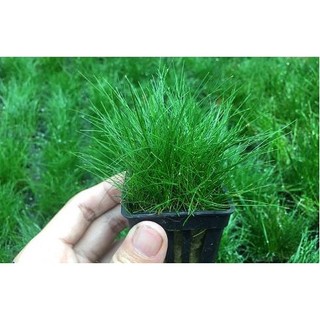 Cây trải nền ngưu mao chiên lùn