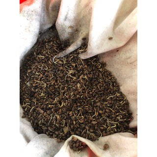 100gram hạt thông caribe