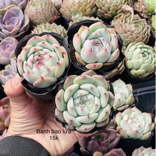 Sen đá bánh bao lửa size bầu 5-6cm