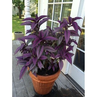 Chậu persian shield - gấm phụng hoàng