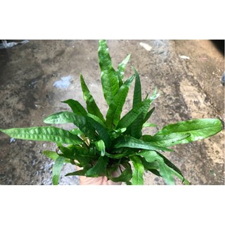 Dương Xỉ Java Thủy Sinh Đẹp, Dễ Sống