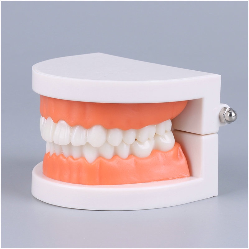 MÔ HÌNH HÀM RĂNG Montessori dạy bé vệ sinh răng miệng