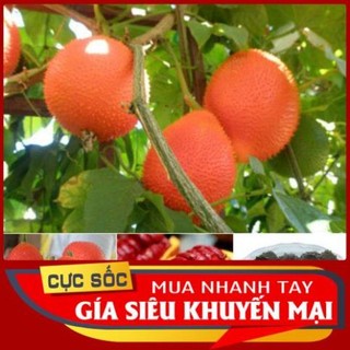 Trái Gấc Tươi 1kg [Thảo Dược Ngọc Ánh]
