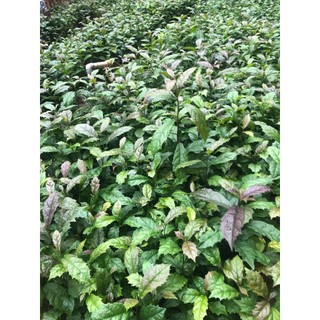 🌿 COMBO 5 CÂY XẠ ĐEN HÒA BÌNH – GIỐNG CHUẨN, DỄ TRỒNG, SINH TRƯỞNG KHỎE 🌿