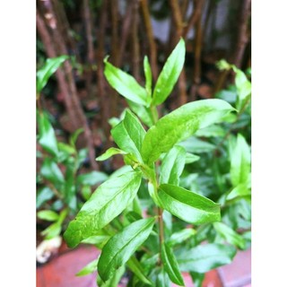 Cây Lựu lùn Ấn Độ trồng chậu (cam kết bảo hành và được kiểm tra hàng trước khi thanh toán)