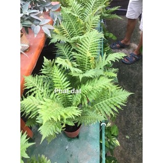 Dương sỉ khổng tước
