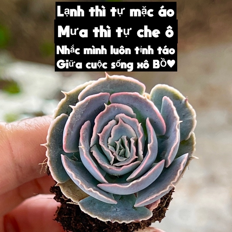 Cây sen đá Bắp Cải Hồng light purple size mini 2-2,5cm cây cảnh trang trí nhà cửa THUANPHAT GARDEN